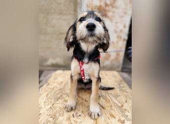 Cookie ist eine von sechs bezaubernden Cockermix-Welpen.