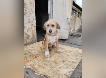 CINI ist eine von sechs bezaubernden Cockermix-Welpen.