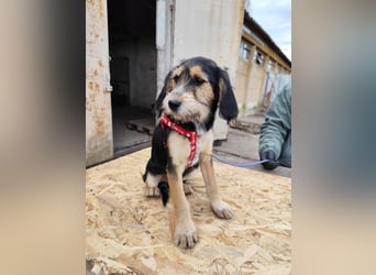 Cookie ist eine von sechs bezaubernden Cockermix-Welpen.