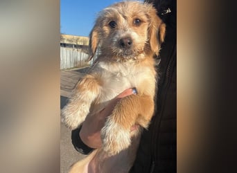 CINI ist eine von sechs bezaubernden Cockermix-Welpen.