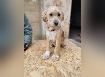 CINI ist eine von sechs bezaubernden Cockermix-Welpen.