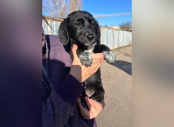 COSMA ist eine von sechs bezaubernden Cockermix-Welpen.