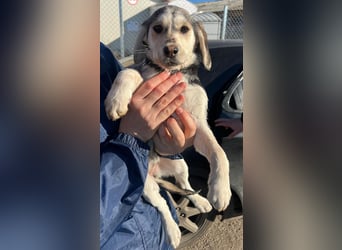 CELIA ist eine von sechs bezaubernden Cockermix-Welpen.