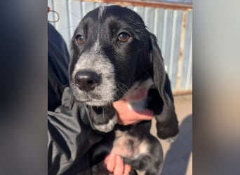 COLIN ist einer von sechs bezaubernden Cockermix-Welpen.