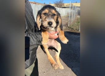 Cookie ist eine von sechs bezaubernden Cockermix-Welpen.