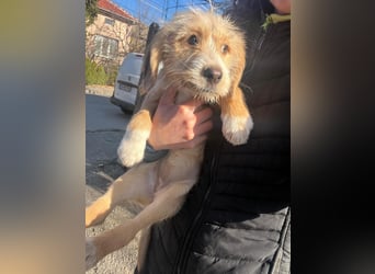 CINI ist eine von sechs bezaubernden Cockermix-Welpen.