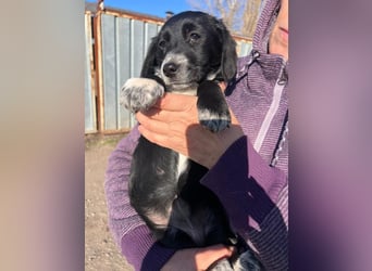 COSMA ist eine von sechs bezaubernden Cockermix-Welpen.