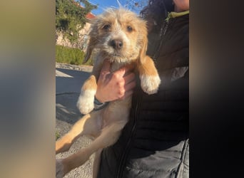 CINI ist eine von sechs bezaubernden Cockermix-Welpen.