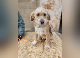 CINI ist eine von sechs bezaubernden Cockermix-Welpen.