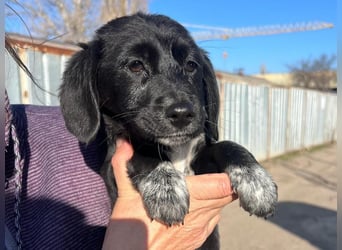 COCO  ist eine von sechs bezaubernden Cockermix-Welpen.