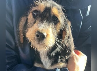 Cookie ist eine von sechs bezaubernden Cockermix-Welpen.