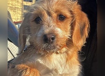 CINI ist eine von sechs bezaubernden Cockermix-Welpen.