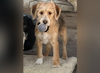 CINI ist eine von sechs bezaubernden Cockermix-Welpen.