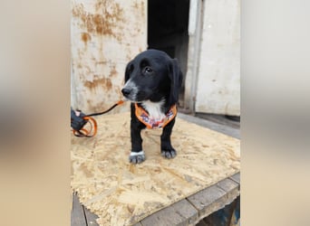 COCO  ist eine von sechs bezaubernden Cockermix-Welpen.