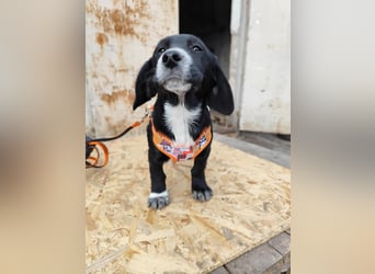 COCO  ist eine von sechs bezaubernden Cockermix-Welpen.