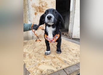 COCO  ist eine von sechs bezaubernden Cockermix-Welpen.