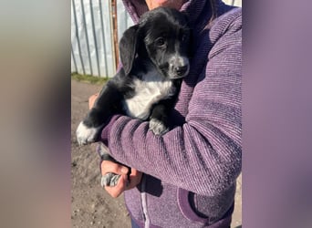 COSMA ist eine von sechs bezaubernden Cockermix-Welpen.