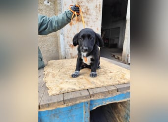 COSMA ist eine von sechs bezaubernden Cockermix-Welpen.