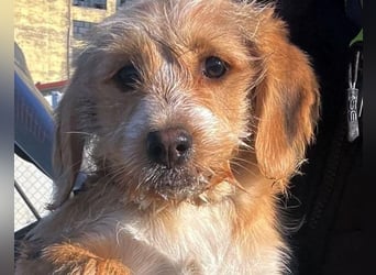 CINI ist eine von sechs bezaubernden Cockermix-Welpen.