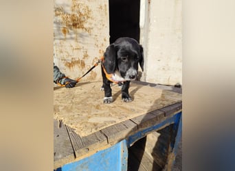 COCO  ist eine von sechs bezaubernden Cockermix-Welpen.