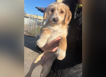 CINI ist eine von sechs bezaubernden Cockermix-Welpen.