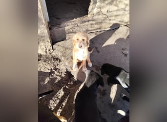 CINI ist eine von sechs bezaubernden Cockermix-Welpen.