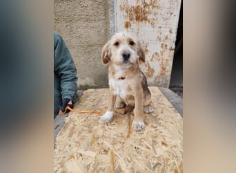 CINI ist eine von sechs bezaubernden Cockermix-Welpen.