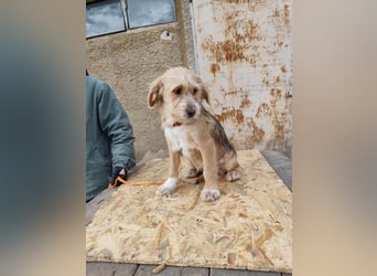 CINI ist eine von sechs bezaubernden Cockermix-Welpen.