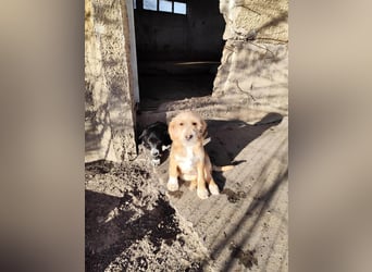 CINI ist eine von sechs bezaubernden Cockermix-Welpen.