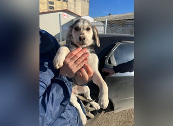 CELIA ist eine von sechs bezaubernden Cockermix-Welpen.