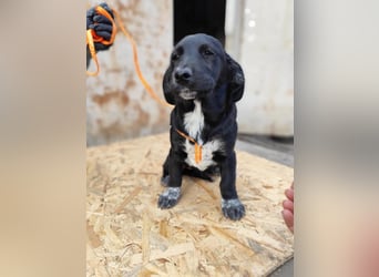 COSMA ist eine von sechs bezaubernden Cockermix-Welpen.