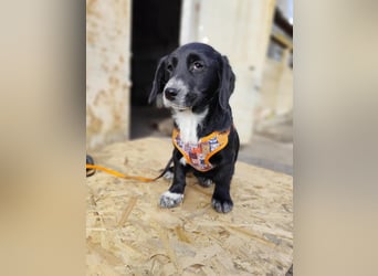 COCO  ist eine von sechs bezaubernden Cockermix-Welpen.