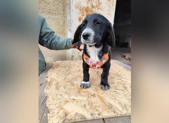 COCO  ist eine von sechs bezaubernden Cockermix-Welpen.