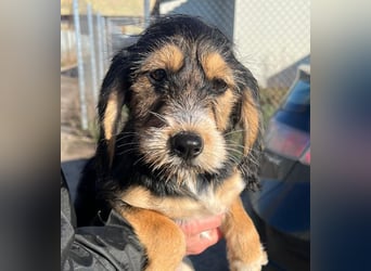 Cookie ist eine von sechs bezaubernden Cockermix-Welpen.