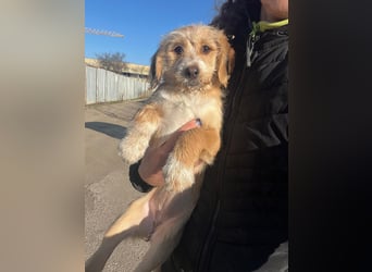 CINI ist eine von sechs bezaubernden Cockermix-Welpen.