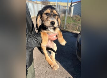 Cookie ist eine von sechs bezaubernden Cockermix-Welpen.