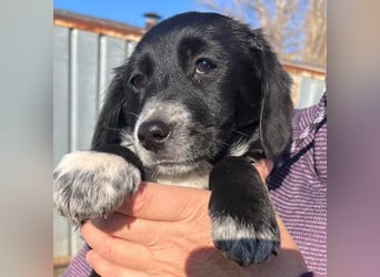 COSMA ist eine von sechs bezaubernden Cockermix-Welpen.