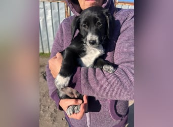 COSMA ist eine von sechs bezaubernden Cockermix-Welpen.