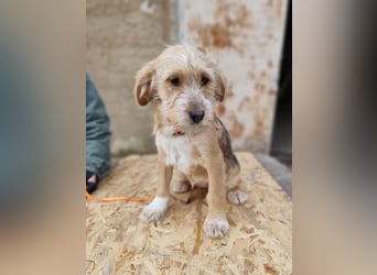 CINI ist eine von sechs bezaubernden Cockermix-Welpen.