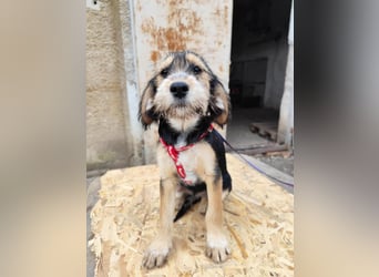 Cookie ist eine von sechs bezaubernden Cockermix-Welpen.