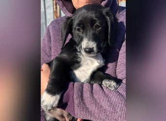 COSMA ist eine von sechs bezaubernden Cockermix-Welpen.