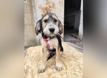 Cookie ist eine von sechs bezaubernden Cockermix-Welpen.