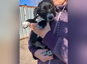 COSMA ist eine von sechs bezaubernden Cockermix-Welpen.