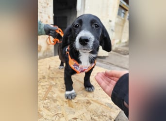 COCO  ist eine von sechs bezaubernden Cockermix-Welpen.