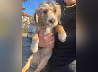 CINI ist eine von sechs bezaubernden Cockermix-Welpen.