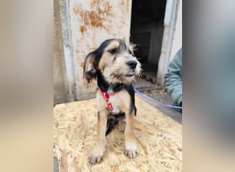 Cookie ist eine von sechs bezaubernden Cockermix-Welpen.