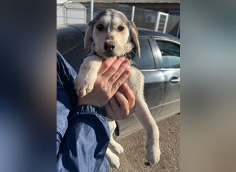 CELIA ist eine von sechs bezaubernden Cockermix-Welpen.