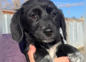 COSMA ist eine von sechs bezaubernden Cockermix-Welpen.