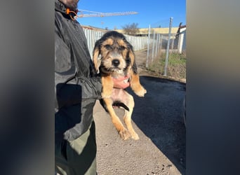 Cookie ist eine von sechs bezaubernden Cockermix-Welpen.