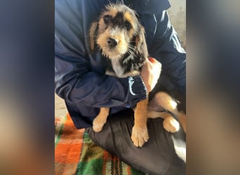 Cookie ist eine von sechs bezaubernden Cockermix-Welpen.